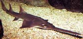 Sawshark