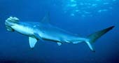 Scalloped Hammerhead