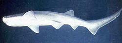 Sevengill Shark