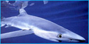 Blue Shark