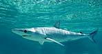 Sharpnose Shark