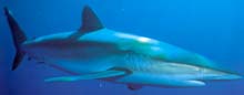 silky shark