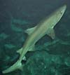 Smalltooth Sandtiger Shark