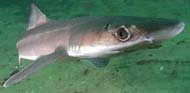 Spiny Dogfish Shark