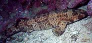 Swell shark