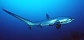 Thresher shark