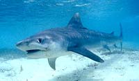 Tiger shark