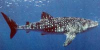 Whale shark