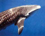 Whale Shark