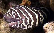 Zebra Shark